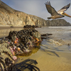 1085-california_pelican_shoreline_thumb