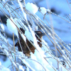 Snowa_043f_thumb