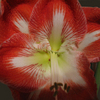 Amaryllis_fri