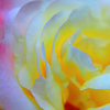 Flower__thumb