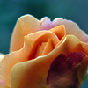 Flower_12_thumb