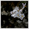 Delicato_candore_ruvido_scuro_thumb
