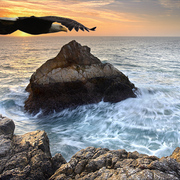 1088-eagle_sunset_near_big_sur_card