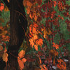 2008_1012_180045-1_thumb