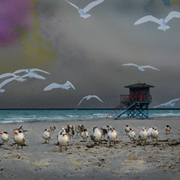 Birdsonthe_beach__small_card