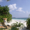 1092-jaguar_tropical_beach_refuge_thumb
