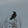 Img_6486_thumb