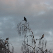 Img_6490_card