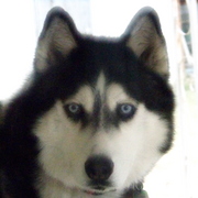 Husky_glow_card
