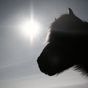 2781370289_b994bd8b04_o_card