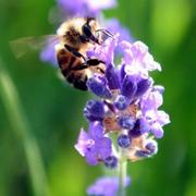 Bee_on_l_card