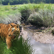 1096-bengal_swamp_hole_card