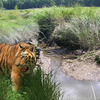 1096-bengal_swamp_hole_thumb