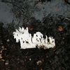 Tecken_i_naturen_och_v_sby_082_thumb