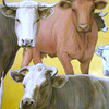Cows__k_he__2008__thumb