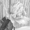 Black_and_white_beauty_thumb