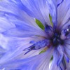 Blue_princess_thumb