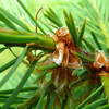 Branch_of_pine_thumb