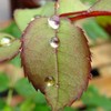 Dancing_droplets_thumb