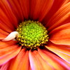 Colorful_flower_thumb