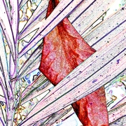 Leaf_in_a_palm_frond_card
