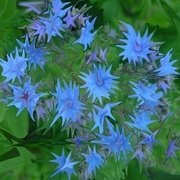 Blueburst_card