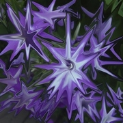 Purplepansies_card