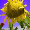 039_thumb