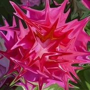 Carnationstar_card
