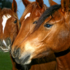 Lovehorse2__thumb