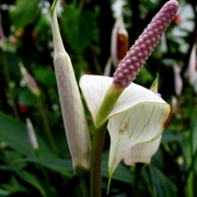 Anthurium_3_card