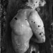 B_w-5_s_square