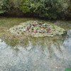 Monet2_thumb