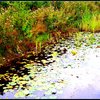 Monet5_thumb