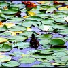 Monet6_thumb