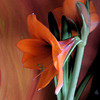 Flowertime_004_thumb