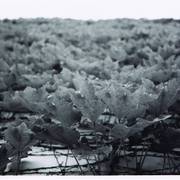 Leaves_card