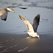 Img_0085_birds_st_aug_card