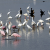 Sanibel_all_colors_get_along_thumb