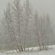Cold_trees-1_card