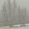 Cold_trees-1_thumb