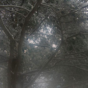 Up_through_the_tree_snow_card
