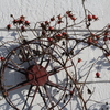 Rosehips_thumb