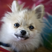 Img_0032__card