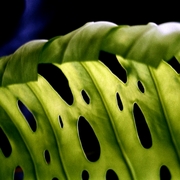 Big_leaf_card