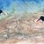 Oystercatcher_iii_tiny_square