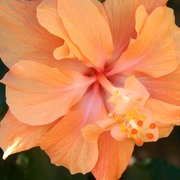 Close_up_peach_flower_card