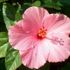 Pink_hibisics1_thumb