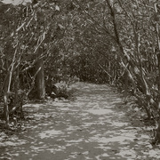 Seagrapes2_card