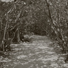 Seagrapes2_thumb